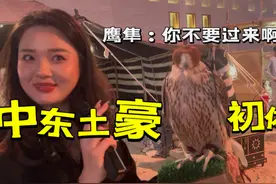 在中东土豪国开眼了，鹰隼骆驼随便撸！传统文化体验 #海外生活视频封面