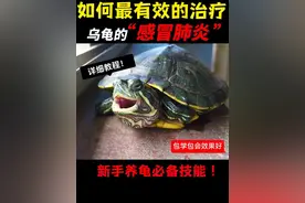 一个视频告诉你，如何最有效的治疗乌龟的感冒肺炎！视频封面