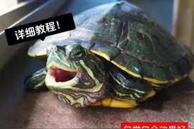 一个视频告诉你，如何最有效的治疗乌龟的感冒肺炎！视频封面