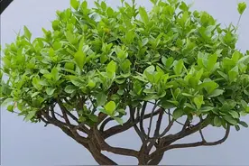 #上热门 盆景修剪造型制作，雀舌黄杨#盆景制作 #精品盆景 #盆景素材视频封面