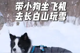 带小狗坐飞机去长白山玩雪！#宠物包机 #爱宠游 @爱宠游V霸视频封面
