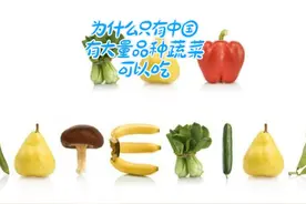 君哥地理《为什么只有中国有大量品种蔬菜可以吃》视频封面