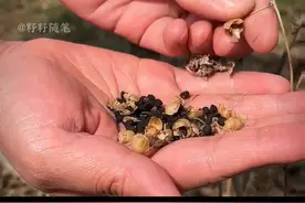 没想到牵牛花的种子也是一味本草，它叫牵牛子，又叫黑丑或白丑#牵牛子 #植物科普 #带你涨知识