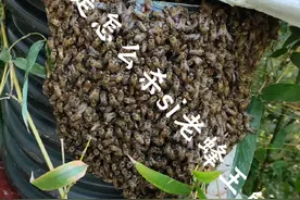 工蜂是怎么杀si老蜂王的？#诱蜂养蜂 #蜂王 #蜜蜂养殖视频封面