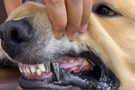 分享一下小Len安装钛合金牙冠的经历 #金毛 #萌宠日常记录