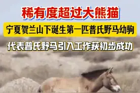 4月13号，宁夏引入的普氏野马在贺兰山产下第一匹马驹 ！ 这代表着宁夏贺兰山国家级自然保护区普氏野马重引入工作获得初步成功，也证明了贺兰山的生态环境适宜普氏野马生存和繁衍！@抖音短视频 #普氏野马 #贺兰山 #生态保护