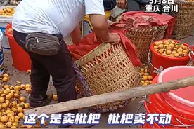 5月8日，重庆合川，排队卖1元一斤的枇杷不被收购，一果农忍痛踩烂近1400斤枇杷。一旁果农：今年枇杷收成特别好，家家户户每天都采，卖不掉邮寄又太贵。#社会百态 #果农 #枇杷熟了 #农村 #农村生活视频封面