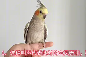 玄凤鹦鹉常见叫声的含义 #dou上热门 #玄凤鹦鹉 #玄凤鹦鹉叫声