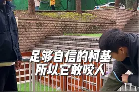 性格胆小，但咬人强势的柯基 训练这种咬人的狗，一定得让它明白，我们人才是它的老大，咬人就是不行#柯基#重庆训犬#养狗经验分享 #会训犬的老黄 #动物的迷惑行为视频封面