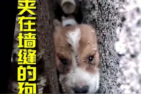 可怜的小狗，身子被紧紧夹在墙缝中，它的眼神，充满了无助#动物解说 #狗 #动物救助视频封面
