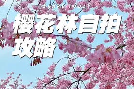 樱花林自拍攻略 好看的樱花试试这样自拍，简单易学#手机摄影 #拍花技巧 #拍摄花朵教程 #拍照神器 #樱花视频封面