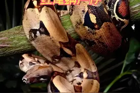 #森蚺 #蟒蛇 #蛇产子 #蛇类科普 #巨蟒 红尾姌卵胎生产仔！视频封面