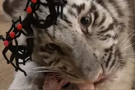 #白虎 万圣节小猫新衣服#宫百万视频封面