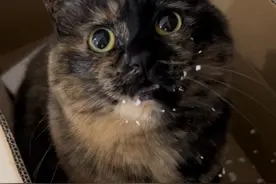 糊：我态度这么好麻就别说我了吧 #小猫咪能有什么坏心眼 #心思全写在脸上的猫 #委屈巴巴 #阔爱炸了 #玳瑁猫视频封面