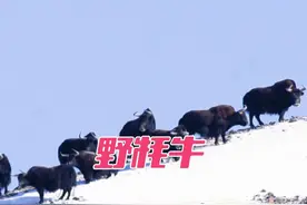 野牦牛的生存法则 #高原上的神奇动物们 #爱护大自然爱护动物视频封面