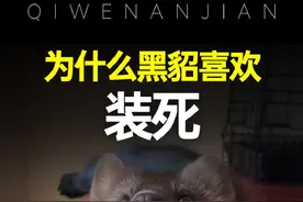 为什么黑貂喜欢装死？ 为什么说黑貂既像猫又像狗？黑貂也称紫貂。#动物科普 #黑貂 #紫貂 #雪貂 #安格鲁貂视频封面