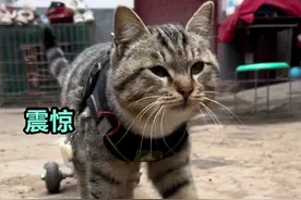 剧本：被撞后小老鼠已经嘎啦！！！#猫咪的迷惑行为 #猫拉车 #万物可爱计划#谁能拒绝傻憨憨的小猫咪视频封面