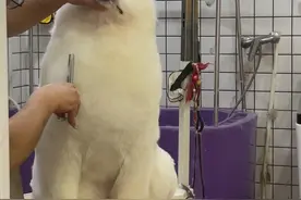 命运的嘴筒子被捏住了🐶#萨摩耶 #萌宠视频封面