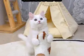 咱就是说 千万别用奇怪的东西洗脸脚呀 #小奶猫的成长日记 #铲屎官的乐趣