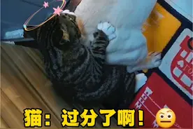狗子真是不讲武德啊！怼猫脸上放气，属实有点过分了！ #萌宠成精了 #狗子的迷惑行为 #猫狗大战 #小狗狗能有什么坏心思 #萌宠出道计划