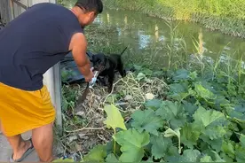 狗主人告诉我，葡萄的所有狗粮都是自己一个一个瓶子捡回来的，家门口水域所有瓶子都捡回来了，真干家😄#罗威纳 #猛犬 #宠物 #狗粮视频封面