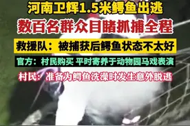 1.5米鳄鱼出逃，数百名群众目睹抓捕全程，官方：给它洗澡时意外逃脱（大河报）视频封面