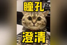 这是一条虎虎瞳孔澄清的视频，我没有用药！ #散瞳药 #猫咪瞳孔放大 #谁说猫猫没有表情的 #养猫的应该都懂吧