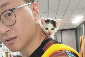 用这个叫声吸引猫咪有奇效，尤其是母猫听到！刚捡回家1天的小奶猫，夺命连环叫……#猫叫声吸引猫 #流浪猫 #奶牛猫 #小奶猫的成长日记 #科学养宠攻略