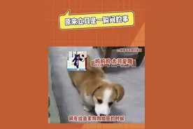 原来狗狗立耳是一瞬间的事。#立耳 #柯基 #可爱 #萌宠 #娱乐评论大赏视频封面