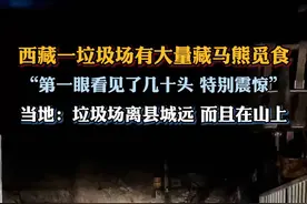 西藏一垃圾场有大量藏马熊觅食，当地：垃圾场离县城远而且在山上