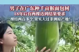 广东湛江竟种出非洲猴面包树！18年千亩林还提前结果？