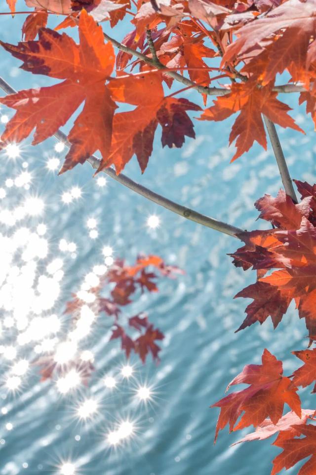 滴！赏秋“快递员”小园，持续为您派件→