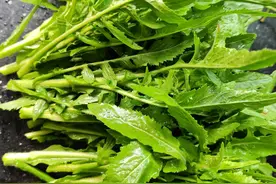 河边水泽地生长的两栖野菜“蔊菜”嫩绿可口，你吃过吗？图片