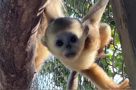 合肥野生动物园刚刚发布：这些人免票图片