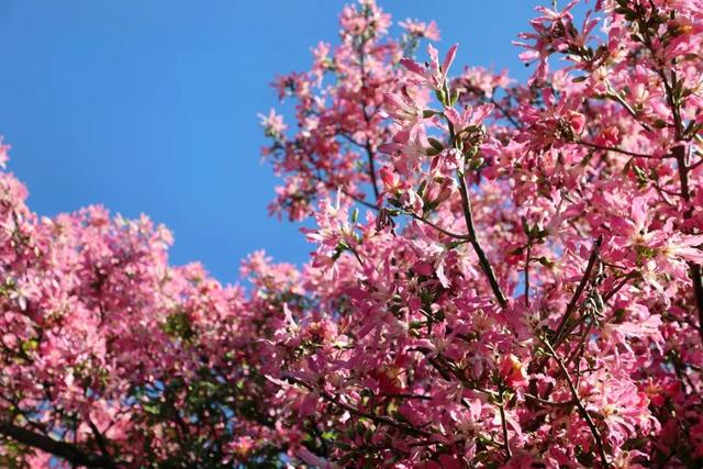 比西昌人少，比昆明更近！高铁直达20℃小众春城，赏花摘果泡温泉！3元草莓吃到撑~
