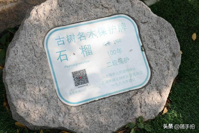 上海：120多年前从古桥石缝中“钻出”的石榴树如今硕果挂枝头