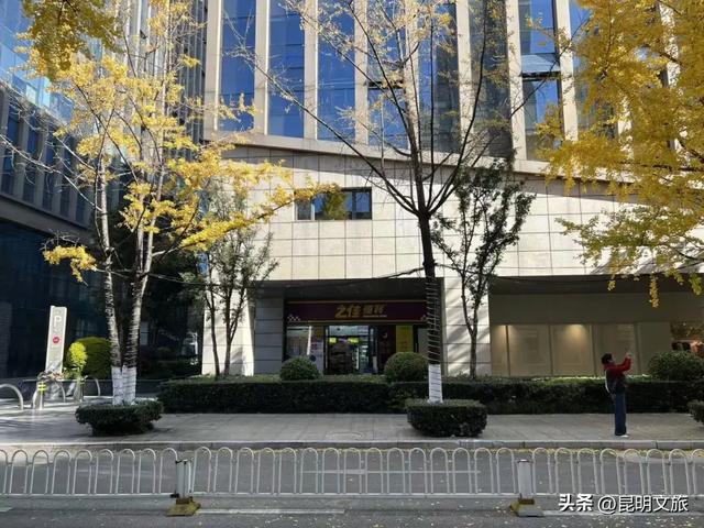 昆明冬日限定的金色浪漫，已加载完成！就藏在昆明这条街……