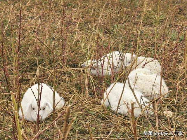 北上大草原第8站：贡格尔草原生活体验一天