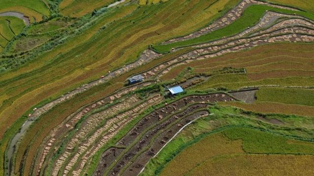 探秘“三遗产” | 哈尼梯田：不止绝美景观，生态服务守千年