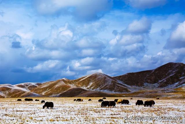 青海初冬：静谧藏诗意，温柔入画来
