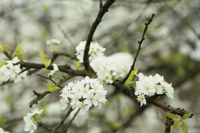 谁发明的？在千亩李花里烫火锅！荣昌今天火出圈