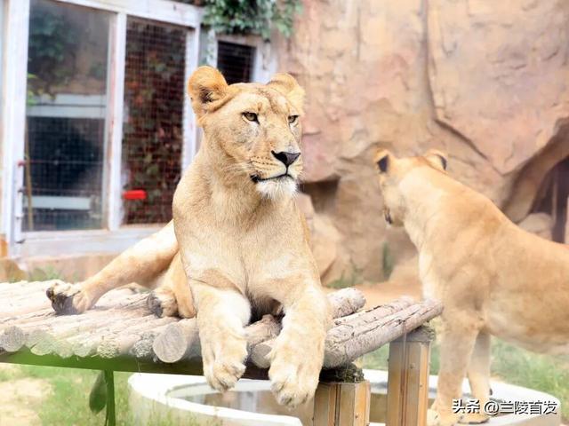 好客山东好品山东｜临沂遛娃去哪儿？初冬攻略收藏就出发～