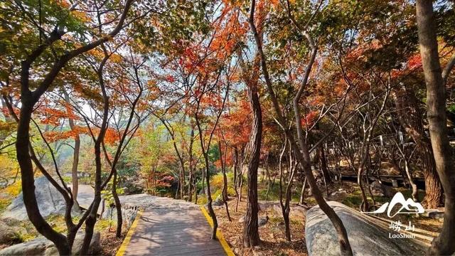 听说，山东的山最近变得「毛茸茸」？