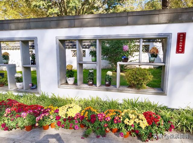 “中山秋韵，菊映盛世”，赏菊南京中山植物园（下）