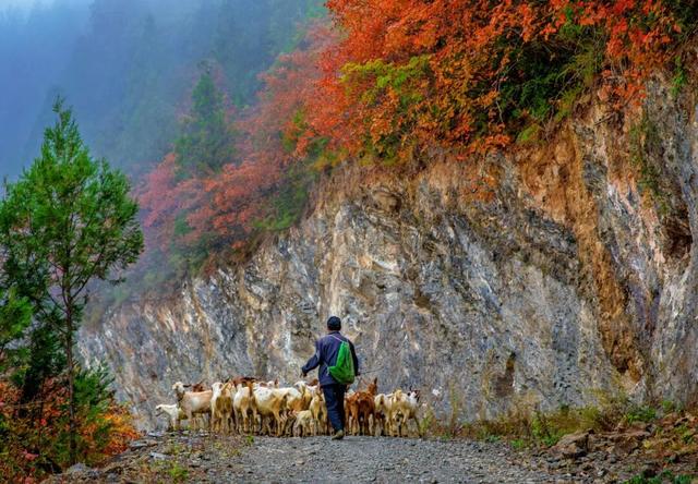 接下来的一个月，来汉中赏红叶就对了