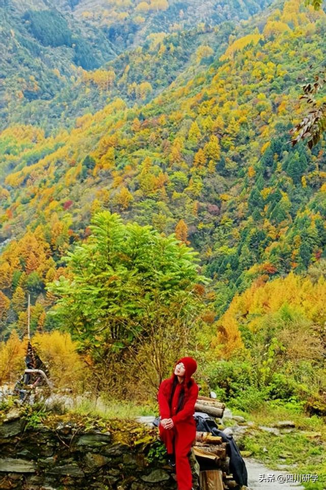 汶川卧龙赏秋正当时 民宿吸引八方客
