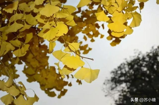 【石家庄】河北经贸大学银杏节预览，随手一拍都是壁纸