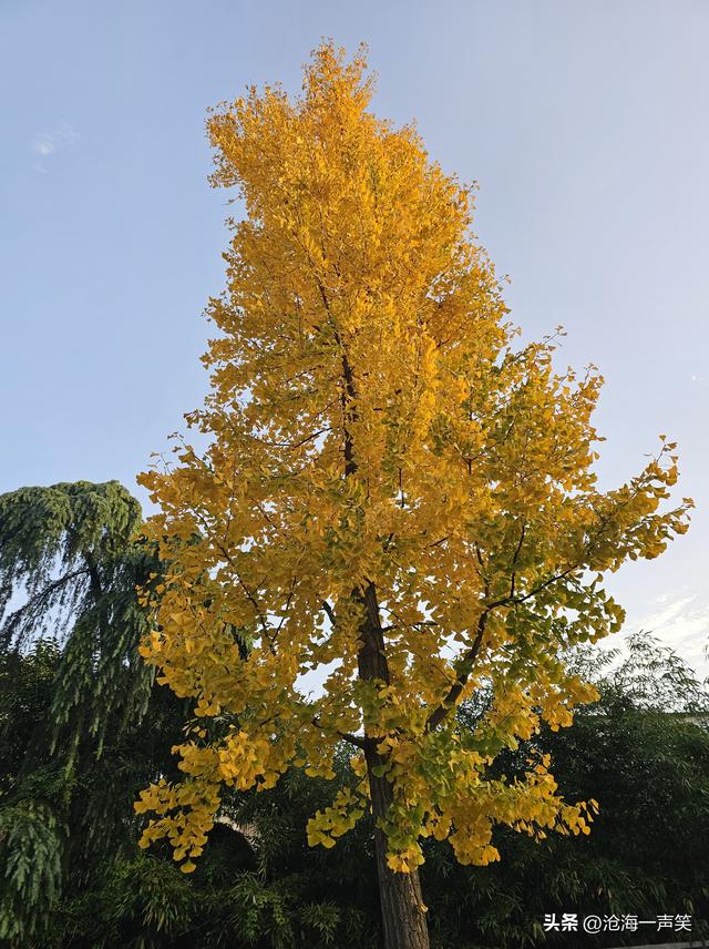 初冬时刻，李戒园的银杏叶，黄透了天，黄透了地，天地和谐共生!