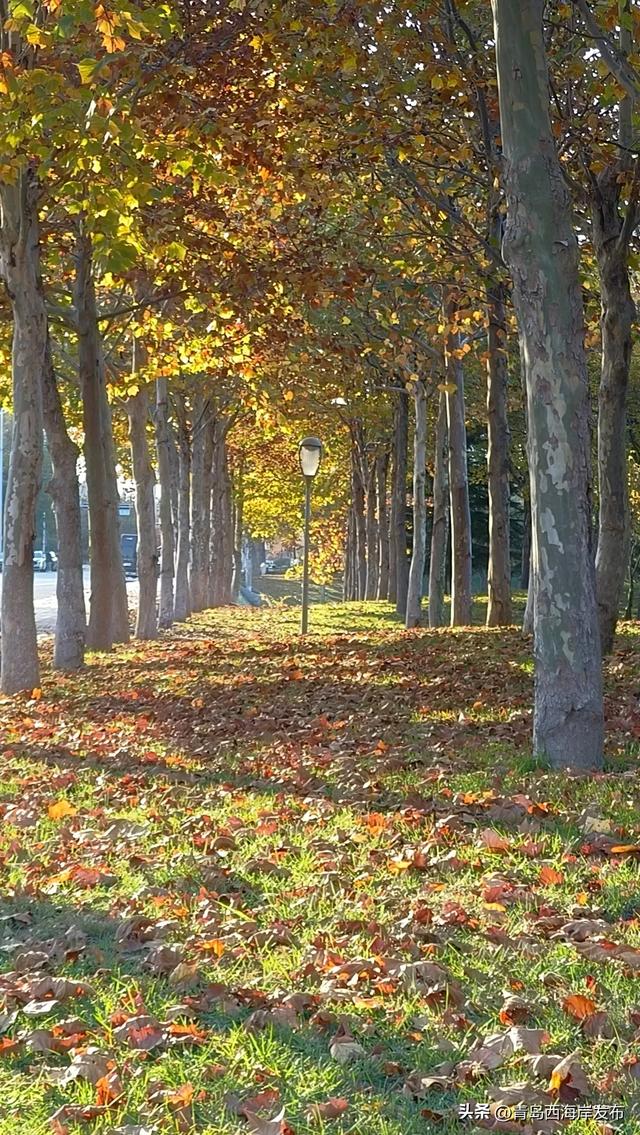“暂停”秋天,西海岸这8条道路落叶缓扫!