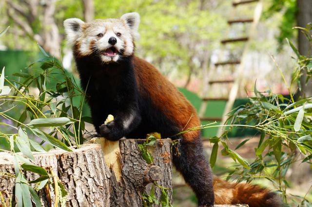 百雀齐飞五一亮相！野生动物世界六大新场景解锁假日新玩法